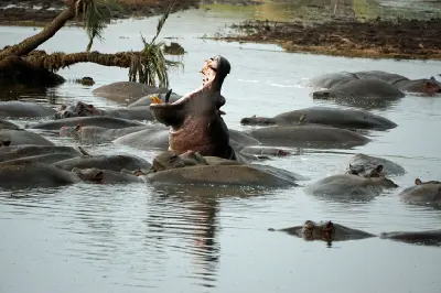 Hippo yawning in a pool with a large pod along the Seronera River in Seronera Valley, Serengeti National Park, Tanzania.