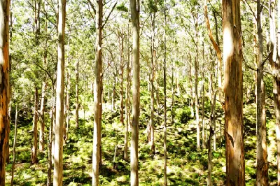 Sunlit karri trees and fern-covered forest floor in Boranup Karri Forest, Western Australia.