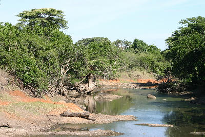 The Grumeti River bordered by riverine forest in the Western Serengeti, Tanzania, an important habitat for crocodiles and hippos.
