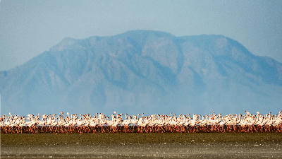 Thousands of lesser flamingos standing along the alkaline shoreline of Lake Natron with the Rift Valley escarpment rising in the background, northern Tanzania.