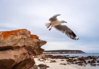 Seagull flying above orange lichen-covered sandstone rocks at Stokes Bay Beach, with white sand and rocky coastline behind it.