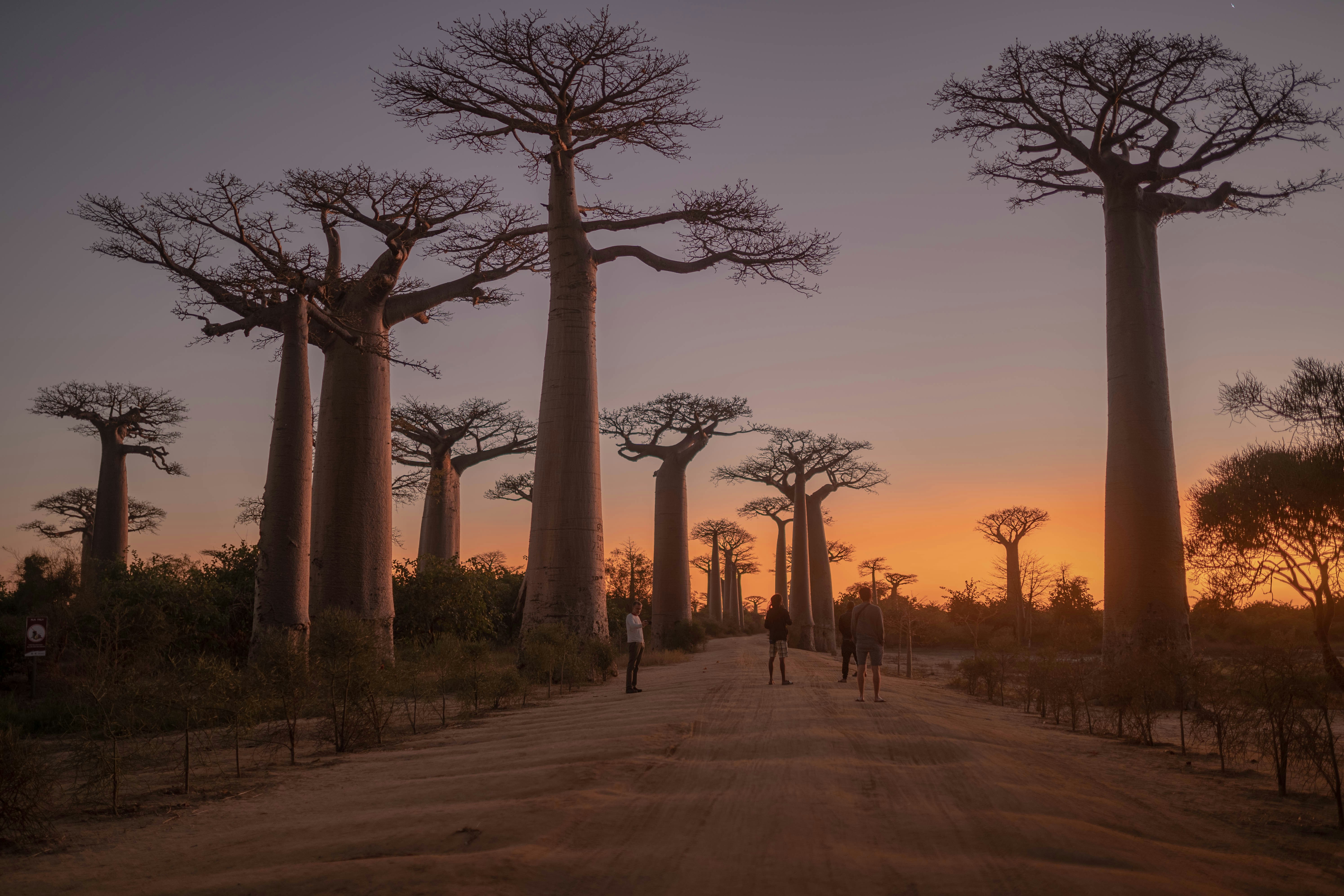 Exploring the Island Continent: Madagascar Photography Workshop (15 Days)